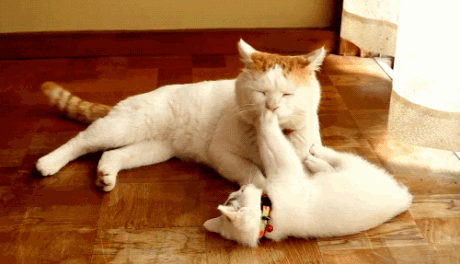 狗狗|每个养宠物的人，都悄悄收获了这7个健康好处