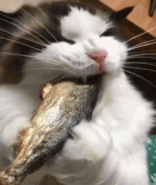 看猫咪吃鱼,真是愁死了