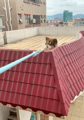 上海宠物航空箱