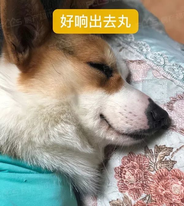 但是,好响出去丸,这种药有多少人需要?