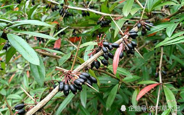 家乡,农村,豪猪刺,植物,果实