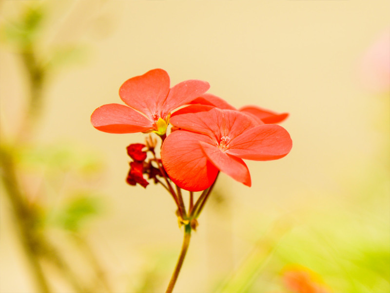 星座,水瓶座,恋爱,情感,女人