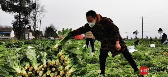 在一張《捐贈蔬菜運輸車輛通行證明》上,內容證實了楊勇的說法,記者