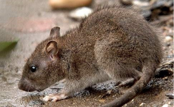 新疆几十万只老鼠集体跳崖自杀,到底受了什么控制,原因让人害怕