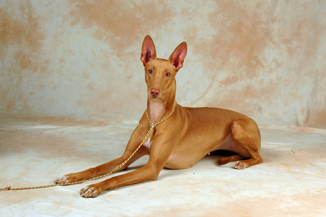 起源于马耳他的法老王猎犬,别名猎兔犬,同属于原始犬类.