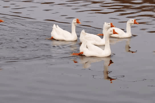 校园一角抱着吉他的男孩 手指轻轻拨动着琴弦 扬起的美妙旋律和深情