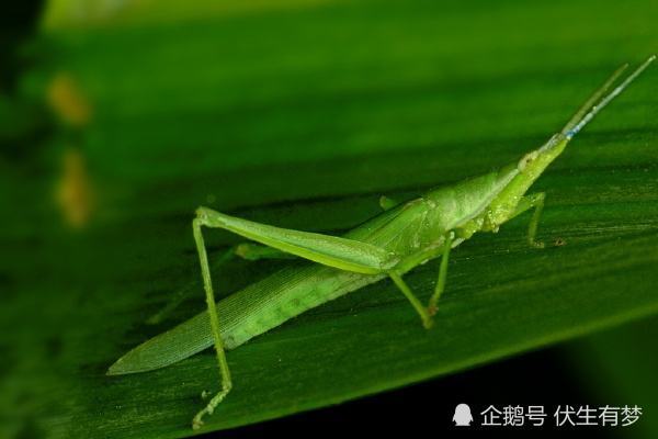 蝗災?小小螞蚱也敢這麼猖狂,不就是我家老母雞愛吃的野味嗎