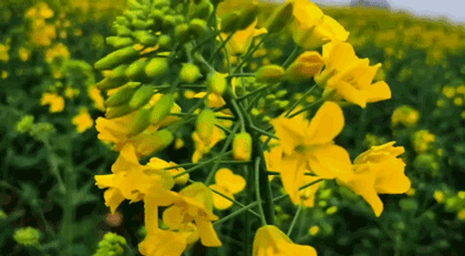 黄黄黄黄黄了全成都最美油菜花都在这儿