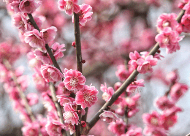 美美美我们为你打包了魔都春色高清图免费下载制霸朋友圈