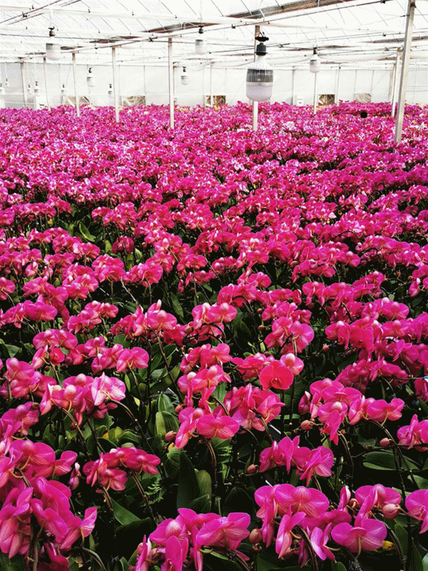 3万株蝴蝶兰 滞留 温室 爱花的您帮得上忙 腾讯新闻