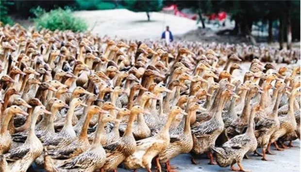 沙漠蝗虫,鸭子,巴基斯坦_社会,蝗虫,印度_社会