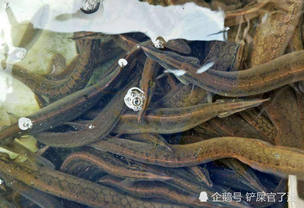国内这鱼只能靠人工养殖,已卖到三百每公斤,被誉为"淡水之王"