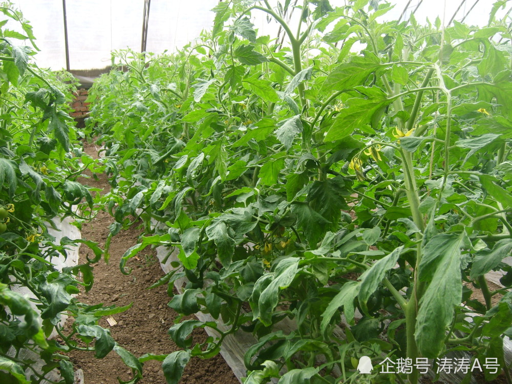 如何种植番茄(小番茄种植方法和时间)