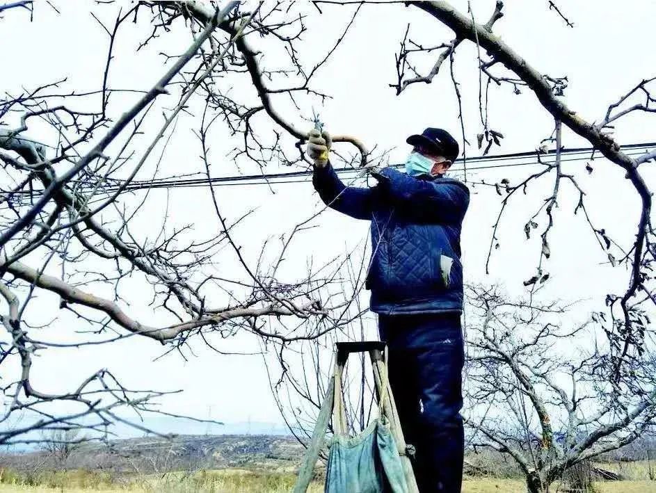 杏花嶺區小返鄉村民正在修剪果樹.