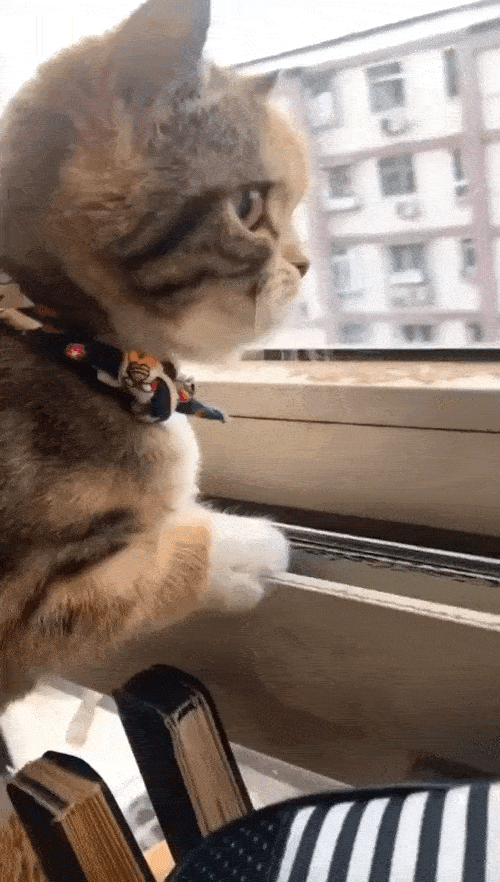 500_882竖版 竖屏gif 动态图 动图