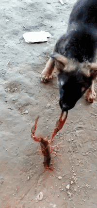 有趣动图:死神来了,不,他啥也没带走!