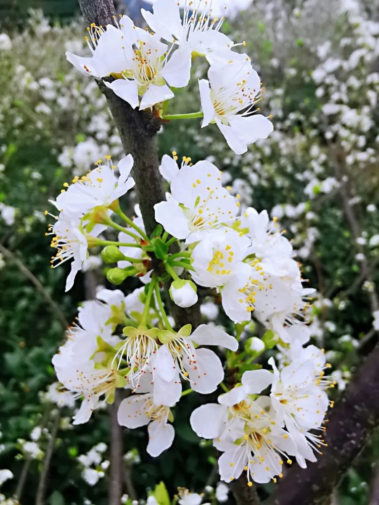 春到武曲!300亩李花绽放,雪白花海美景惹人醉