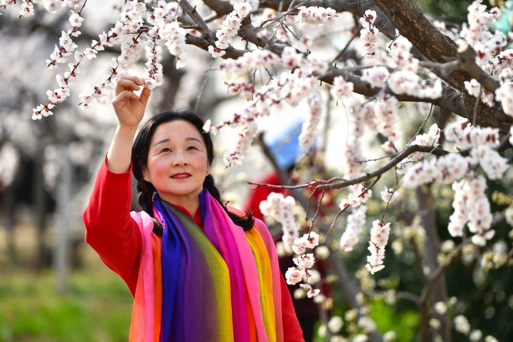 游人在圈椅百果村庭前院后观赏盛开的杏花,拍照游玩