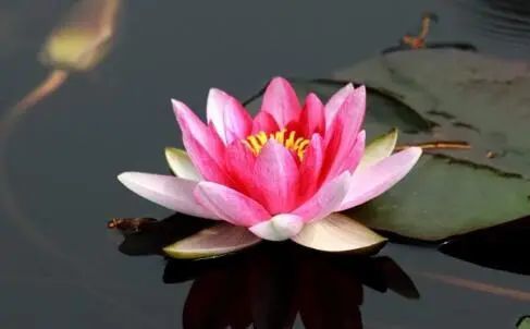 4月13-18号,运势喜人,添喜添财,衣食无忧的生肖