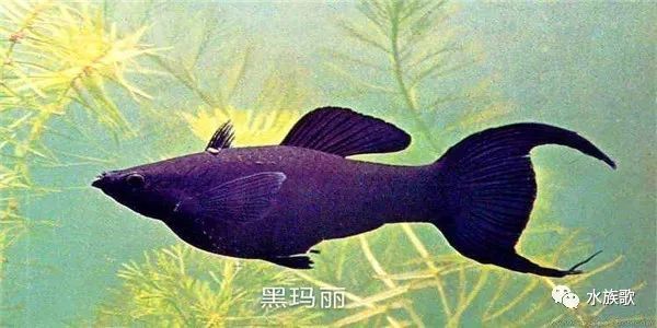 魚缸,魚類,蛋白