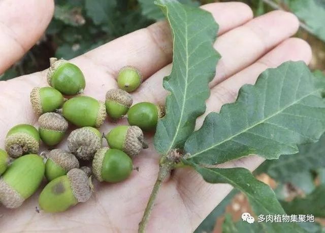栎树果实的图片和资料-千图网