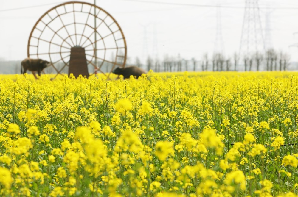 满目金黄,宁波城郊这片油菜花太惊艳