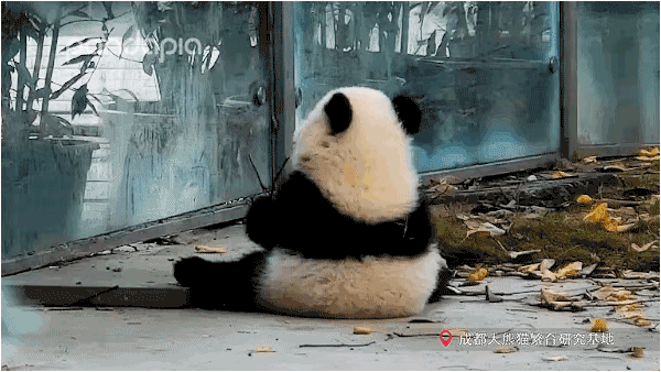 能做到的不仅仅是「下饭」陪伴,"有什么忧愁,是看大熊猫吃竹子还不能
