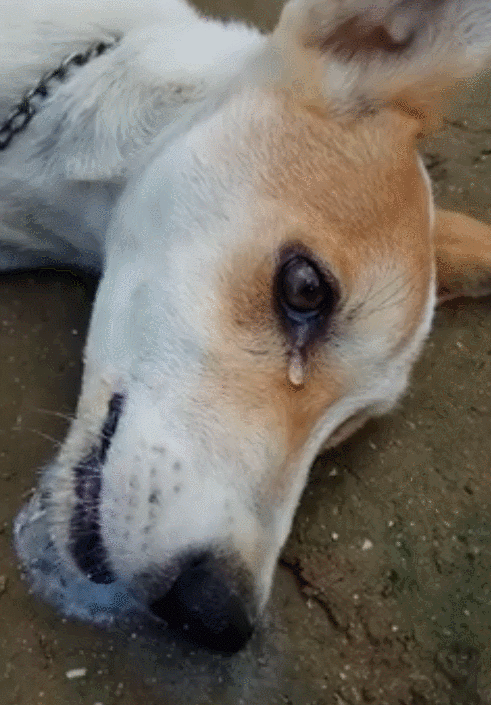 残忍男子偷狗不成反对狗狗下毒毒死狗痛苦倒地呻吟