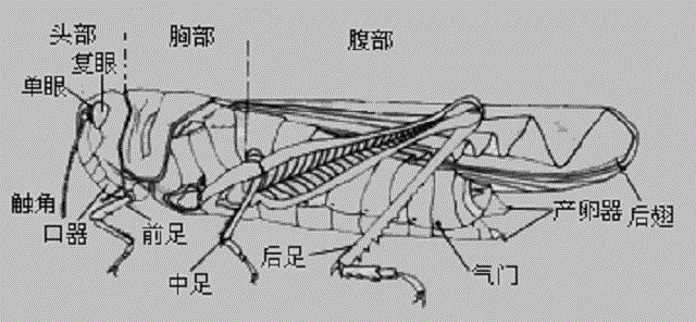 蝗虫的外骨骼十分坚硬,可以防止体内水分蒸发,具有一定的耐旱能力