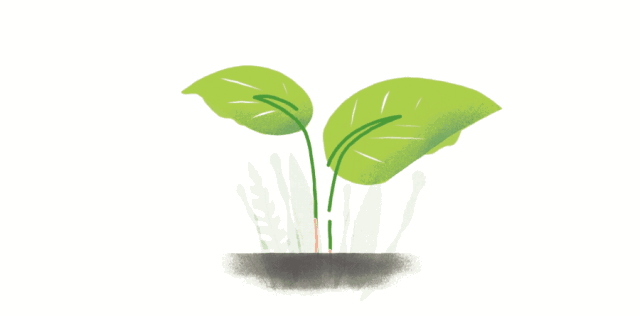 苗木销售逐渐"升温"天气回暖适宜苗木栽种,我市花卉苗木市场中爬山虎