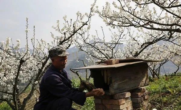 下壩巖山村在山上養蜂的老人忙著侍弄蜜蜂.韓德貴 攝