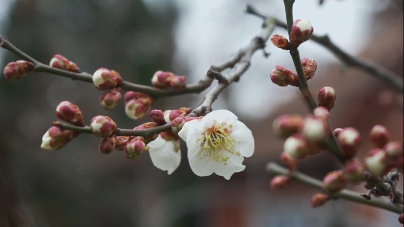 赏了那么多年梅花,你到底认识几种?
