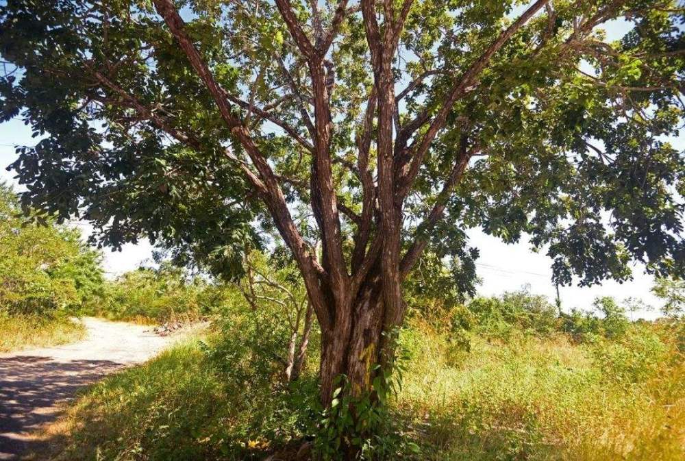 被人错当柴火烧,如今一公斤卖到上万元,知道这是什么吗?