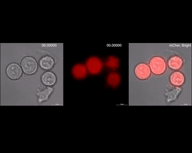 知识卡:细胞焦亡,又称细胞炎性坏死,是一种程序性细胞死亡,表现为细胞