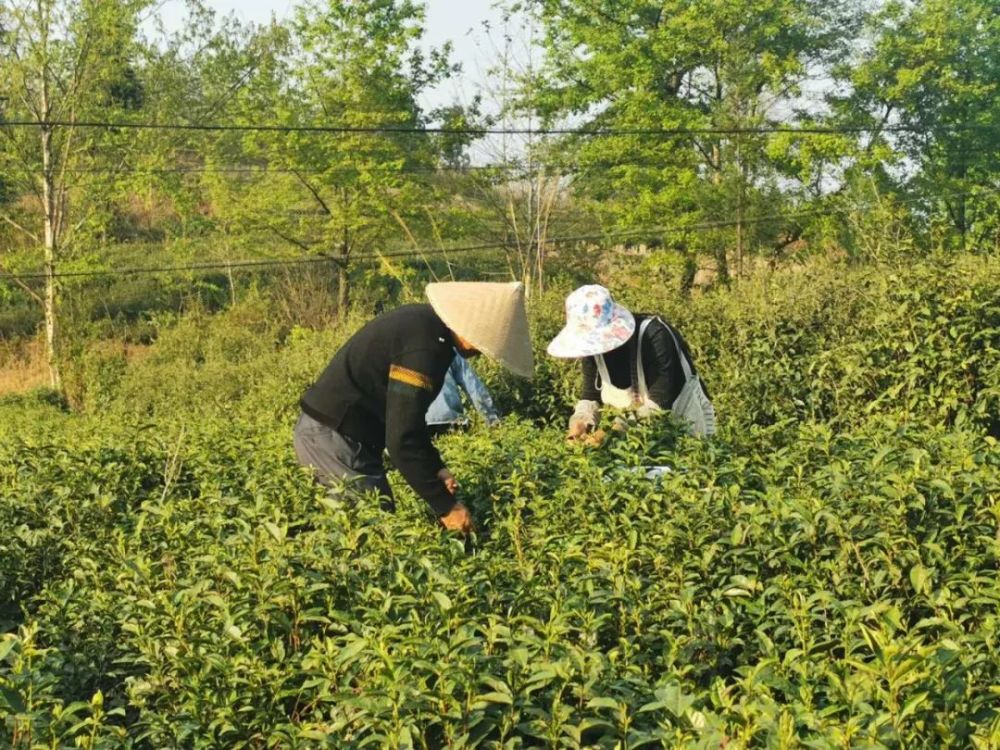 细寨村上东组茶农 罗明成