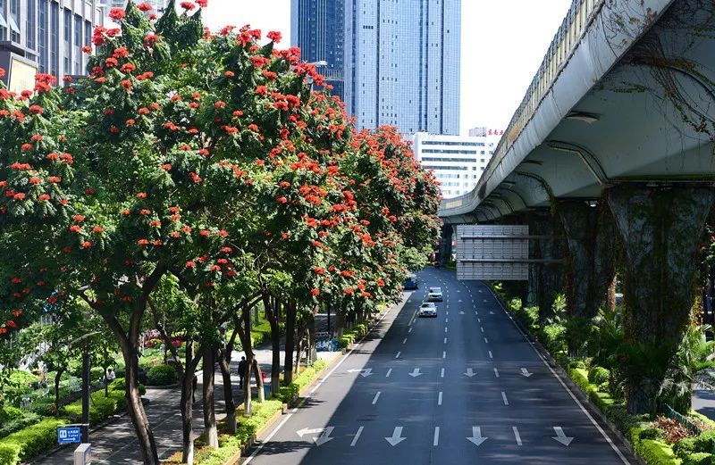 城市特色 让百姓尽享绿色福祉 您注意到了吗 时下这些行道树又开花了