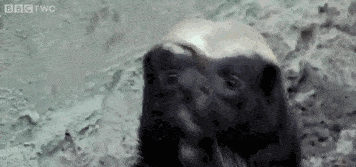 356_167gif 动态图 动图