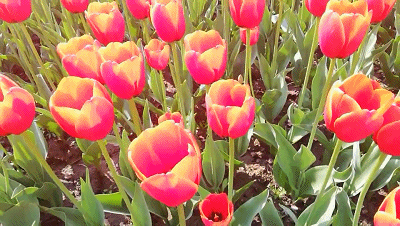 400_226gif 动态图 动图