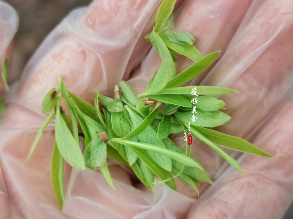 柳树芽能吃?凉拌是春天的一道"野菜,我家都爱吃,每次都光盘