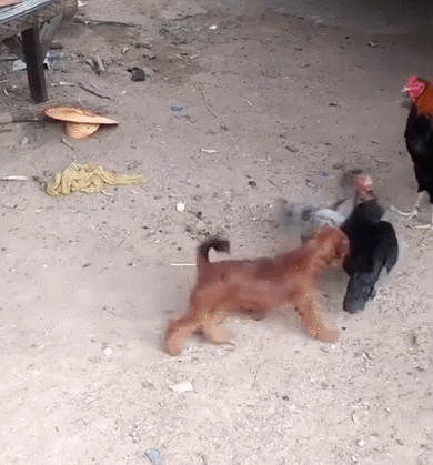 三只狗轮流踩着鸡背上桌吃肉网友着急鸡你不反抗嘛