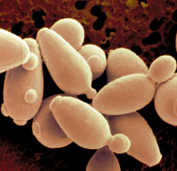 优良的啤酒酵母在镜检中具有均匀的短椭圆形,外形大小一致,细胞膜平滑