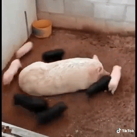 280_280gif 动态图 动图