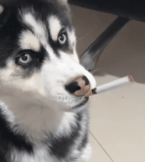 的动作就像彩排了无数次,一气呵成,不知道的还真以为狗子懂得抽烟