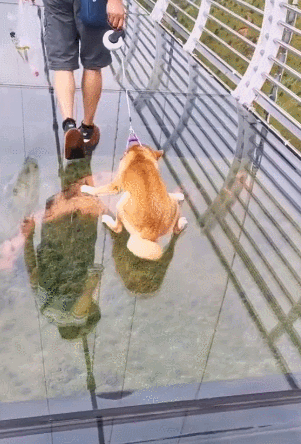 狗狗恐高不敢走玻璃栈道主人硬拽前行网友不应该这样对它