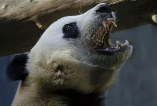为什么大熊猫没有天敌?它曾经有一个霸气的名字,你可能没听说过