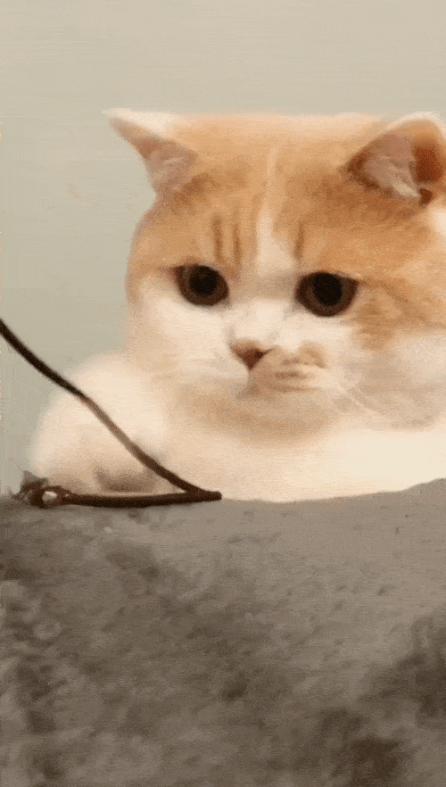 譬如,努力去够逗猫棒!
