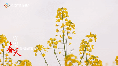 守望春天 蔡甸油菜花海