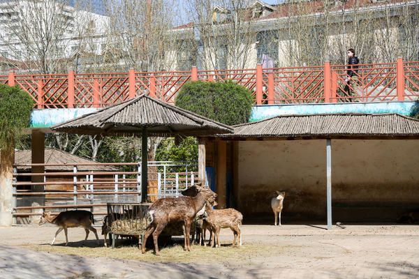 鄭州市動物園恢復開放,規定每日接待人數不超過5000人次