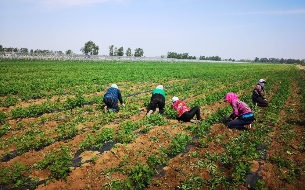 农牧交错区的春分 农户开始备耕藜麦