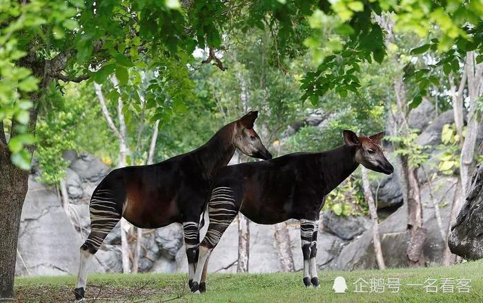 细说《山海经》异兽 能让人子孙满堂的鹿蜀